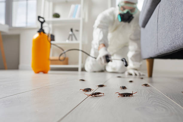 Commercial Kitchen Cockroach Control in Mountlake Terrace